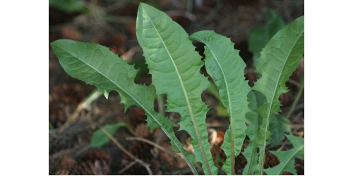 ORGANIC HERBAL TEA DANDELION (Taraxacum officinale) Leaf